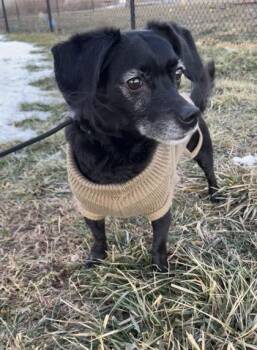 Hemi Cuda -  Beagle and Dachshund Dog for Adoption in Humboldt, Iowa - Hemi Cuda | PetCurious