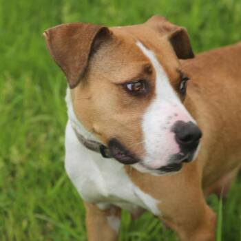 Lucy Lane -  Mixed Breed Dog for Adoption in Natchitoches, Louisiana - Lucy Lane | PetCurious