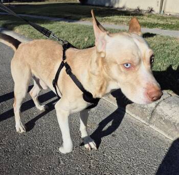 Rescue Siberian Husky Dogs for Adoption in San Antonio, Texas - ARCHIE | PetCurious