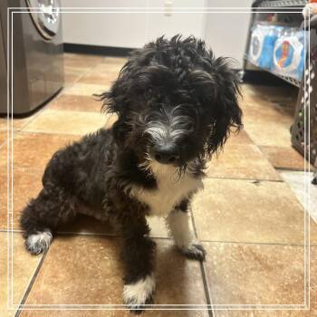 FWT Spike -  Terrier and Poodle Dog for Adoption in Midland, Texas - FWT Spike | PetCurious