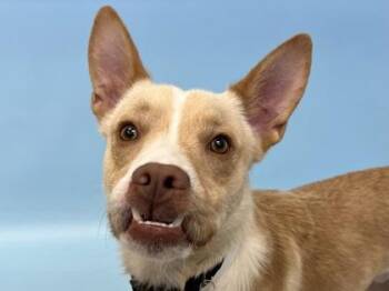 Teddy -  Pit Bull Terrier and Labrador Retriever Dog for Adoption in Minneapolis, Minnesota - Teddy | PetCurious