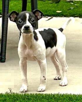 Chihuahua and Terrier Dogs Available for Adoption in Corona, California - Hankie | PetCurious