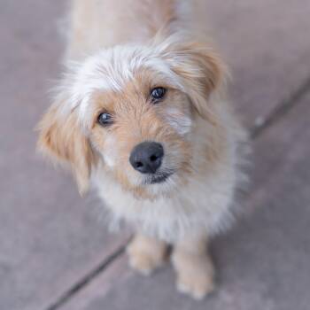 Goldendoodle Dogs Available for Adoption in Carlsbad, California - MAPLE Doodle | PetCurious
