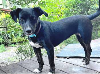 Squash -  Labrador Retriever and Mixed Breed Dog for Adoption in St. Augustine, Florida - Squash | PetCurious