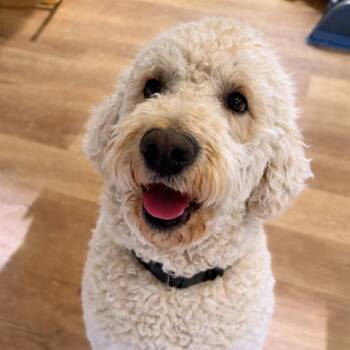 Standard Poodle and Golden Retriever Dogs Available for Adoption in Midland, Texas - Ollie | PetCurious