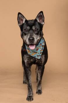 Dondone -  Mixed Breed Dog for Adoption in Atlanta, Georgia - Dondone | PetCurious