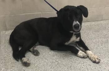 Labrador Retriever and Mixed Breed Dogs Available for Adoption in Conroe, Texas - NOAH | PetCurious