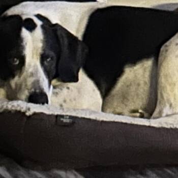 Ryder -  Great Dane and Black Labrador Retriever Dog for Adoption in New Orleans, Louisiana - Ryder | PetCurious