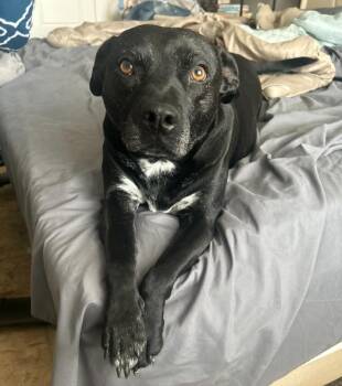 Rescue Staffordshire Bull Terrier Dogs for Adoption in Sadler, Texas - Maggie Mae | PetCurious