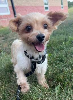 Macy Lynn -  Yorkshire Terrier Dog for Adoption in Maryville, Missouri - Macy Lynn | PetCurious