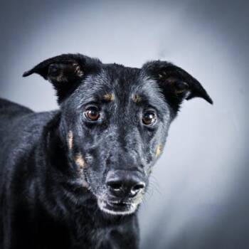 Rescue Mixed Breed Dogs for Adoption in Fort Worth, Texas - Cloe | PetCurious
