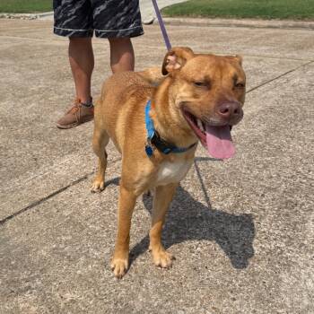 Rescue American Staffordshire Terrier and Labrador Retriever Dogs for Adoption in Spring, Texas - Peanut Jr | PetCurious