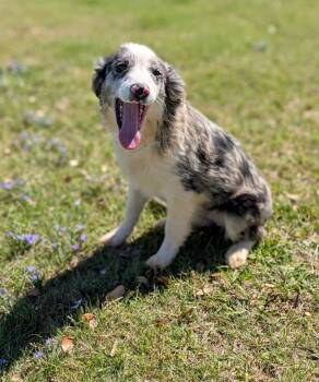 Duke -  Australian Shepherd Dog Available for Adoption in Dalworthington Gardens, Texas - Duke | PetCurious