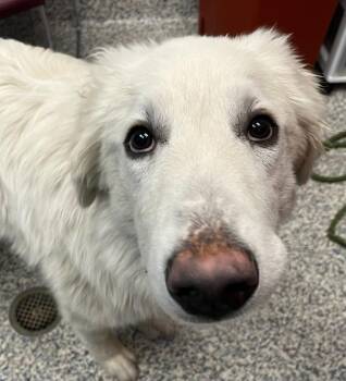 Great Pyrenees Dogs Available for Adoption in Golden, Colorado - Daisy | PetCurious