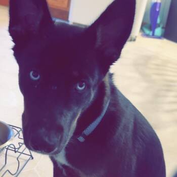 Leo - COURTESY POST -  German Shepherd Dog and Husky Dog for Adoption in Sparta, Wisconsin - Leo - COURTESY POST | PetCurious