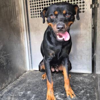 Melina -  Rottweiler Dog for Adoption in Birmingham, Alabama - Melina | PetCurious