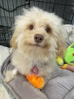 Australian Shepherd and Poodle Dogs Available for Adoption - Julius | PetCurious