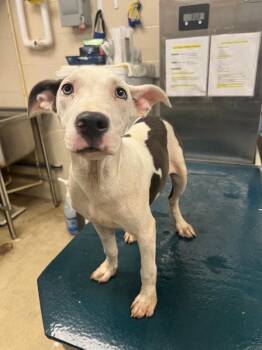 Chopper -  Mixed Breed Dog for Adoption in Mobile, Alabama - Chopper | PetCurious