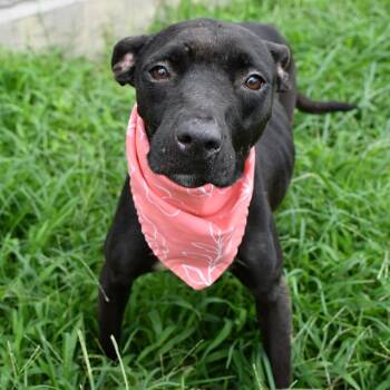 Juno -  Pit Bull Terrier and Mixed Breed Dog for Adoption in Beaumont, Texas - Juno | PetCurious