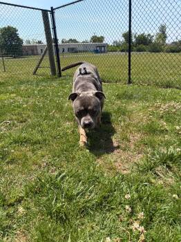 Titan -  Mixed Breed Dog Available for Adoption in Gallatin, Tennessee - Titan | PetCurious