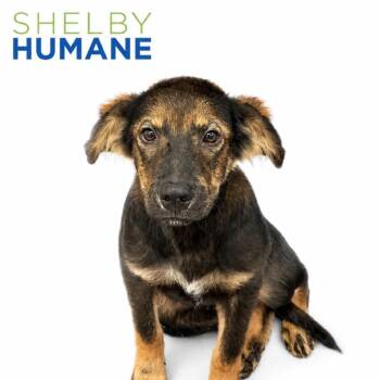 Wally -  Mixed Breed Dog for Adoption in Columbiana, Alabama - Wally | PetCurious