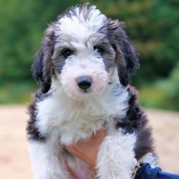 CT Mickey avail Sep 26 (Cropley