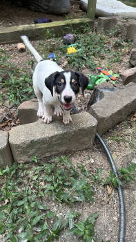 Rescue Coonhound and Terrier Dogs for Adoption in Ball Ground, Georgia - Lassy | PetCurious
