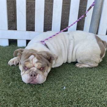 OPOSSUM -  English Bulldog Dog for Adoption in Modesto, California - OPOSSUM | PetCurious