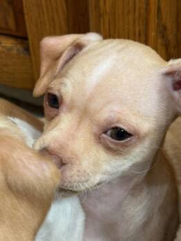Chihuahua and Maltese Dogs Available for Adoption in West Milford, New Jersey - Cindy | PetCurious