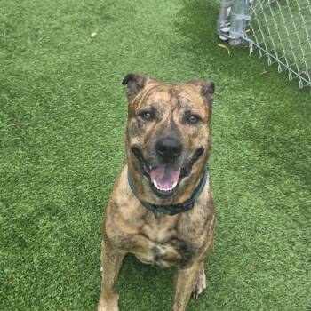 Jasper -  Black Mouth Cur and American Staffordshire Terrier Dog for Adoption in Oklahoma City, Oklahoma - Jasper | PetCurious