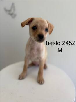 Rescue Chihuahua and Terrier Dogs for Adoption in Los Angeles, California - Tiesto | PetCurious