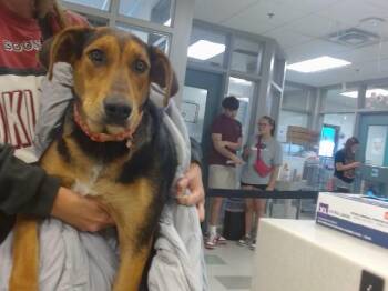 Hound and Mixed Breed Dogs Available for Adoption in Oklahoma City, Oklahoma - A475286 | PetCurious