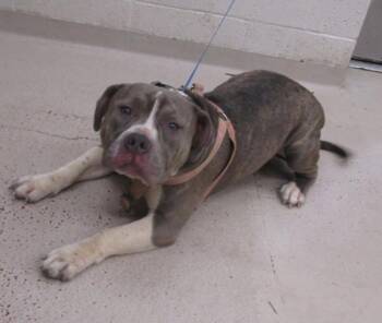 (809) -  Pit Bull Terrier Dog for Adoption in Marietta, Georgia - (809) | PetCurious