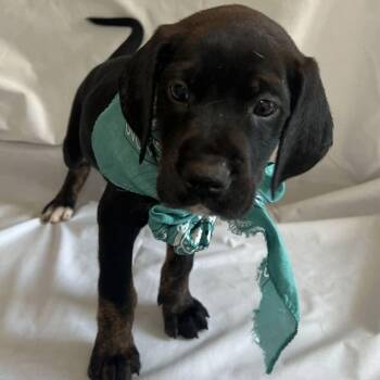 Truvy Jones -  Mixed Breed Dog for Adoption in Canal Winchester, Ohio - Truvy Jones | PetCurious