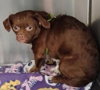 Rescue Chihuahua Dogs for Adoption in New Lexington, Ohio - Chi Chi #317 | PetCurious