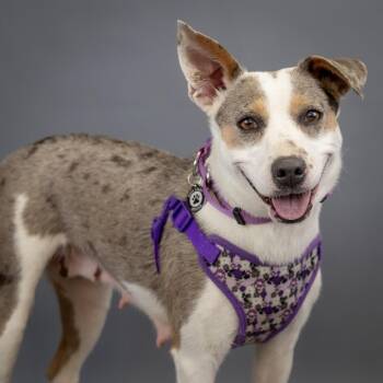 Catahoula Leopard Dog and Jack Russell Terrier Dogs Available for Adoption - Paige D10523 | PetCurious