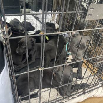 Rescue Belgian Shepherd Malinois Dogs for Adoption in West Palm Beach, Florida - Polo | PetCurious