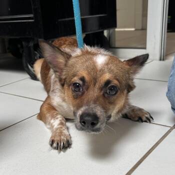 Brownie -  Chihuahua Dog for Adoption in Ojai, California - Brownie | PetCurious