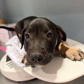 Citron -  Mixed Breed Dog for Adoption in Chattanooga, Tennessee - Citron | PetCurious