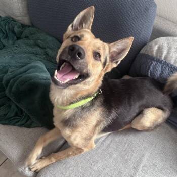 German Shepherd Dog Dogs Available for Adoption - Kobe Bryant, The Bouncing Pup | PetCurious
