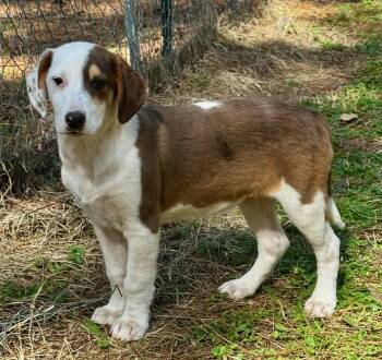 English Coonhound and Labrador Retriever Dogs Available for Adoption - Judge | PetCurious