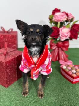 Chihuahua and Spaniel Dogs Available for Adoption - Lua | PetCurious
