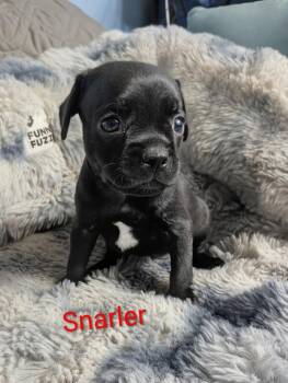 Snarler -  Chihuahua Dog for Adoption in Carson City, Nevada - Snarler | PetCurious