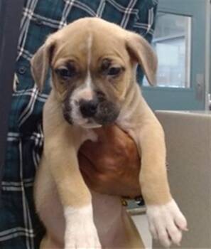 Boxer Dogs Available for Adoption in Oklahoma City, Oklahoma - A474822 | PetCurious