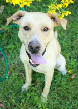 Rescue German Shepherd Dog and Labrador Retriever Dogs for Adoption in Ona, West Virginia - Cooper | PetCurious