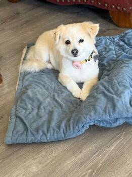 Pomeranian and Chihuahua Dogs Available for Adoption in Manhattan Beach, California - Noelle | PetCurious