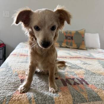 Tres -  Chihuahua and Terrier Dog for Adoption in Chaska, Minnesota - Tres | PetCurious