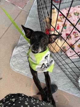 Aggie -  Chihuahua Dog for Adoption in St. Petersburg, Florida - Aggie | PetCurious