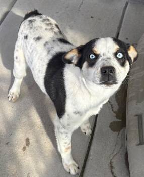 Australian Cattle Dog Blue Heeler and Cattle Dog Dogs Available for Adoption - Cloverleaf | PetCurious