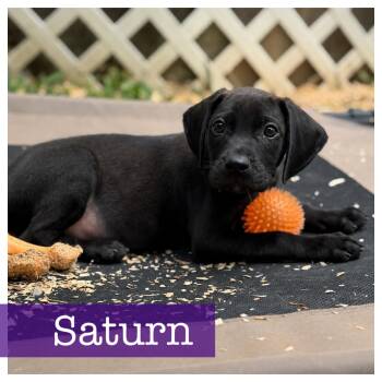 Black Labrador Retriever and Hound Dogs Available for Adoption in Cumming, Georgia - Saturn  | PetCurious